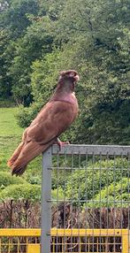 Mal Niski, Dieren en Toebehoren, Vogels | Duiven, Mannelijk, Overige soorten