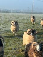 12 mooie jonge rammen bokken scottish blackface, Mannelijk, Schaap