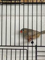 Pastel split oranjeborst zwartborst zebravink man, Dieren en Toebehoren, Mannelijk, Tropenvogel, Geringd