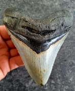 pracht MEGALODON TAND USA	176	gr	11.6x9.3x2.2	cm, Enlèvement ou Envoi, Fossile