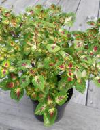 Siernetels of coleus, Huis en Inrichting, Kamerplanten, Ophalen, Overige soorten, Minder dan 100 cm, Volle zon