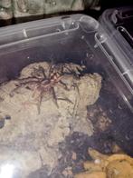 Hapalopus sp. Columbia (Pumpkin Patch Tarantula), Dieren en Toebehoren, Insecten en Spinnen, Spin of Schorpioen