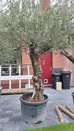Olijfboom, Tuin en Terras, Planten | Bomen, Ophalen, In pot, Olijfboom, 250 tot 400 cm