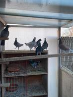 Duiven, Animaux & Accessoires, Oiseaux | Pigeons