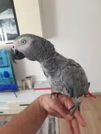 Redtail gris de 2016 pop, Femelle, Perroquet, Parleur