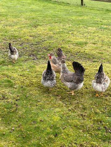 Œufs à incuber pondeuses olives (Marans x Cream legbar) 