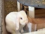 NHD voedsters, Dieren en Toebehoren, Konijnen, Klein