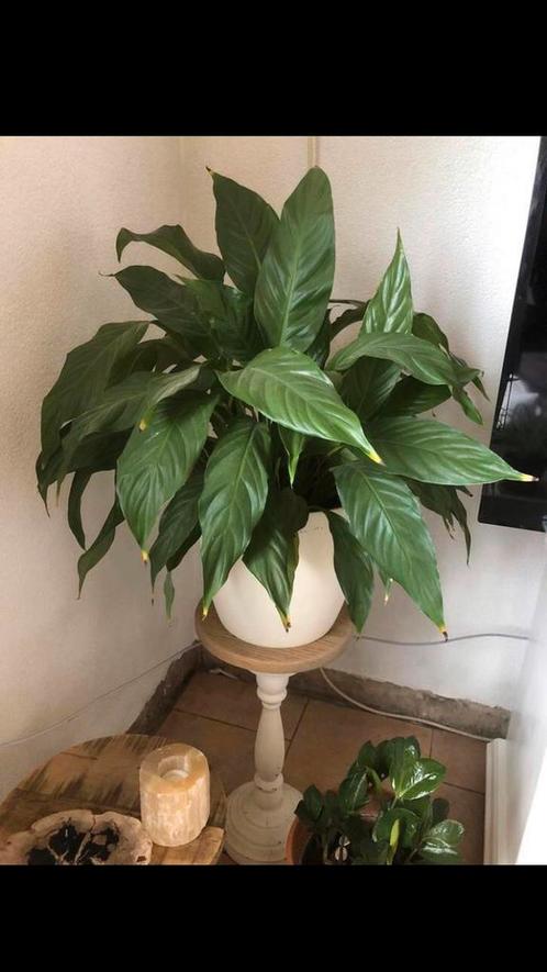 Diverse kamerplanten, Huis en Inrichting, Kamerplanten, Ophalen