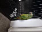 Papagaai, Dieren en Toebehoren, Vogels | Parkieten en Papegaaien, Geslacht onbekend, Papegaai, Geringd