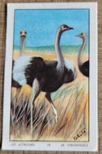 Verzamelprentje: de struisvogels (Van Deun-Poppeliers Turnho, Verzamelen, Foto's en Prenten, Ophalen of Verzenden, Gebruikt, Dier