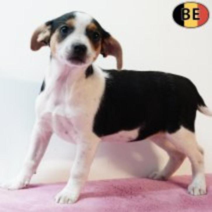 Belgische Fox - speelse pups te koop, Dieren en Toebehoren, Honden | Jack Russells en Terriërs, Meerdere dieren, Overige rassen