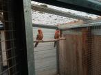 Parkieten, Dieren en Toebehoren, Vogels | Parkieten en Papegaaien