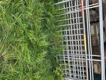Poort te koop, Dieren en Toebehoren, Stalling en Weidegang, Weidegang