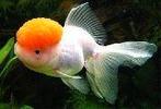 Ik zoek de ze soorten vissen, Dieren en Toebehoren, Vissen | Aquariumvissen, Vis, Zoetwatervis