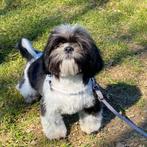 Belle femelle Shih Tzu "Fifi"-recherche un doux foyer, Animaux & Accessoires, Chiens | Chihuahuas & Chiens de compagnie, 15 semaines à 1 an
