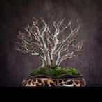 Bonsai fagus, Ophalen