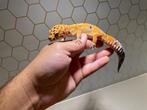 Geckos Léopard, Animaux & Accessoires, Lézard, 0 à 2 ans