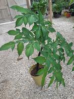 Amorphophallus konjac - Duivelstong, Overige soorten, Vaste plant, Ophalen of Verzenden, Halfschaduw