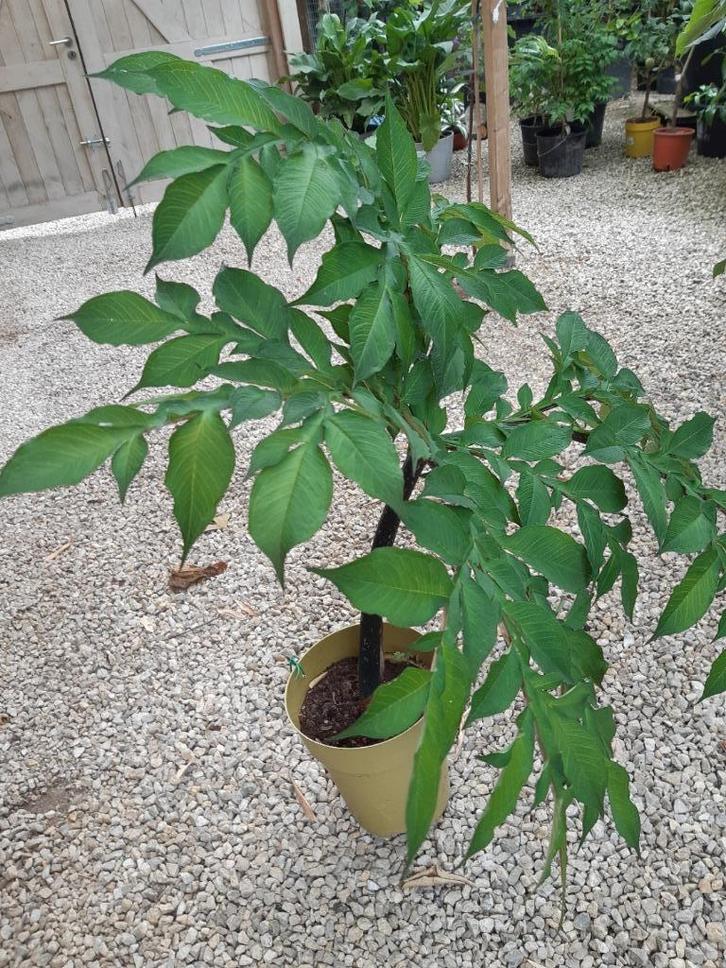Amorphophallus konjac - Duivelstong, Tuin en Terras, Planten | Tuinplanten, Vaste plant, Overige soorten, Halfschaduw, Lente, Ophalen of Verzenden