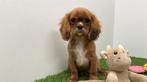 Chiots Cavalier King Charles Spaniel