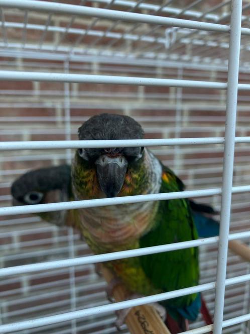 HALF TAMME PYRRHURA S NU 100 EURO/KOPPEL, Dieren en Toebehoren, Vogels | Parkieten en Papegaaien, Papegaai, Meerdere dieren