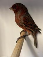 zwart-rode kanaries 2025, Dieren en Toebehoren, Vogels | Kanaries, Mannelijk, Kleurkanarie