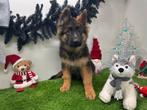 Chiots Berger Allemand, Animaux & Accessoires, Parvovirose, Plusieurs, Belgique, Berger
