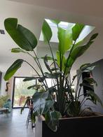 Strelitizia Nicolai + 200cm, Ophalen, 200 cm of meer, Overige soorten, Volle zon