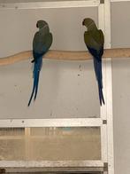 Kweekrijpe halsbandparkieten (overjarig, mannelijk), Mâle