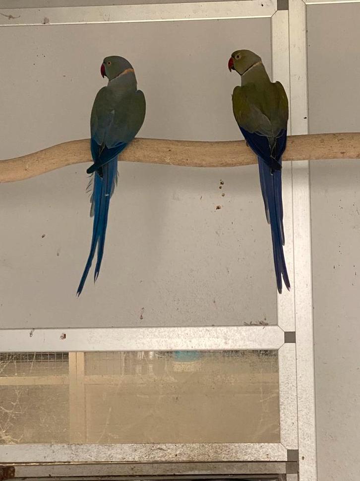 Kweekrijpe halsbandparkieten (overjarig, mannelijk), Animaux & Accessoires, Oiseaux | Perruches & Perroquets, Mâle