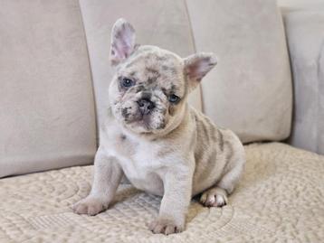 Bouledogue francais, 8 à 15 semaines, Bouledogue, Plusieurs, Éleveur | Loisir