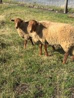 Schapen, Dieren en Toebehoren, Schapen, Geiten en Varkens