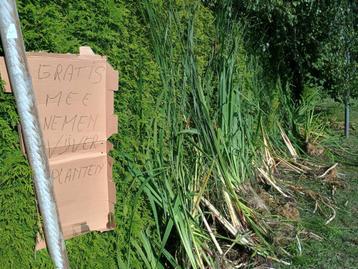 gratis vijverplanten/oeverplanten  beschikbaar voor biedingen