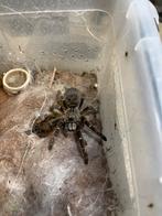 Vogelspinnen C. Darlingi, Dieren en Toebehoren, Insecten en Spinnen