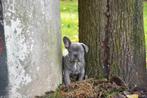 Prachtige Franse Bulldog pups, Dieren en Toebehoren, Honden | Bulldogs, Pinschers en Molossers, België, Reu, CDV (hondenziekte)