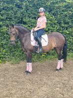 Top betrouwbare leerpony, Dieren en Toebehoren, Merrie, D pony (1.37m tot 1.48m), 11 jaar of ouder