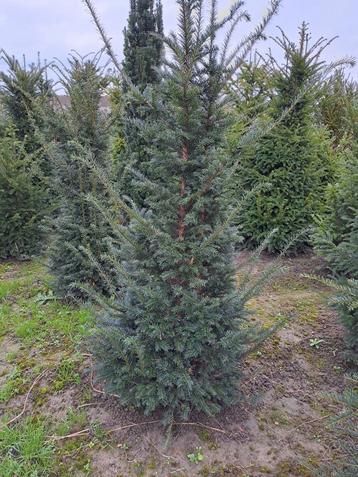 Taxus baccata kluit beschikbaar voor biedingen