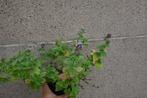 Munt planten, Mentha - 4 soorten, Ophalen, Vaste plant, Halfschaduw, Kruiden
