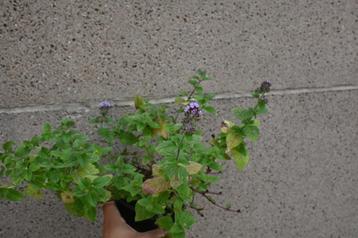 Munt planten, Mentha - 4 soorten beschikbaar voor biedingen