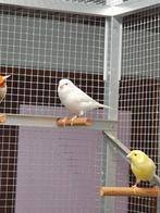 Witte waterslager, Dieren en Toebehoren