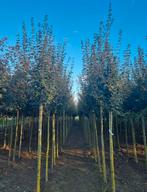 Acer campestre veldesdoorn bomen in verschillende maten, Tuin en Terras, Ophalen of Verzenden, Zomer