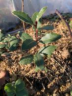 Laurier plantje, Volle zon, Vaste plant, Ophalen of Verzenden, Bloeit niet
