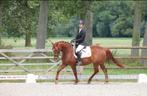 All around D-pony, Dieren en Toebehoren, Pony's