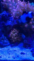 Sunburst anemoon, Dieren en Toebehoren