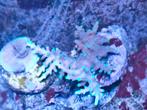 Acropora pac man, Ophalen