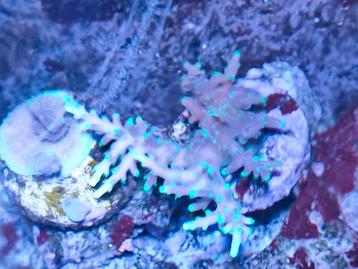 Acropora pac man beschikbaar voor biedingen