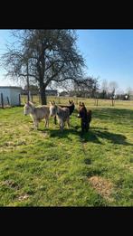 Mini ezeltjes, Dieren en Toebehoren, Hengst, Niet van toepassing, 0 tot 2 jaar