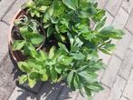 Jonge planten in pot 'Sedum Herbstfreude', Zomer, Vaste plant, Overige soorten, Ophalen
