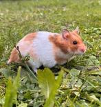 Goudhamster (speciale kleur), Dieren en Toebehoren, Knaagdieren, Hamster, Vrouwelijk, Mei, Tam