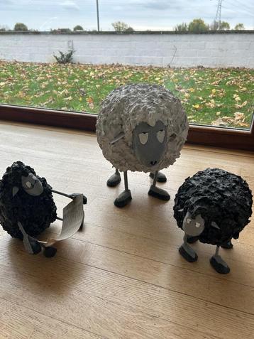 Schapen  beschikbaar voor biedingen